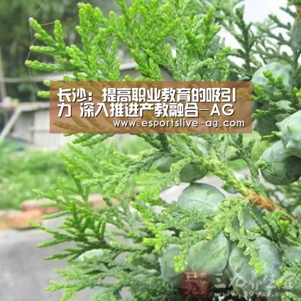 AG竞猜