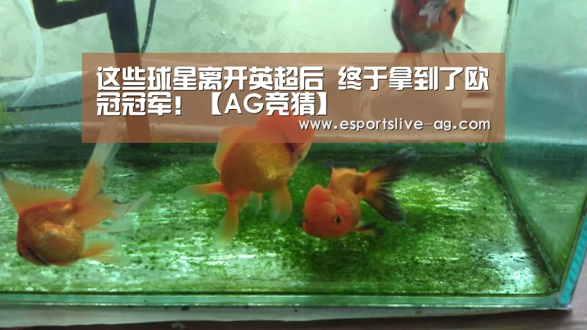 这些球星离开英超后 终于拿到了欧冠冠军!【AG竞猜】(图2) AG入口
